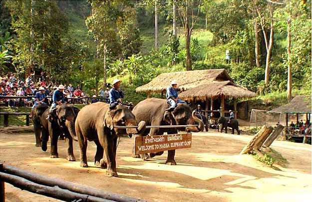 Elephant Camp, Mae  Sa