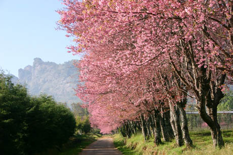 Doi Mae Salong