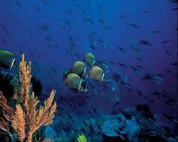 Sea Diving