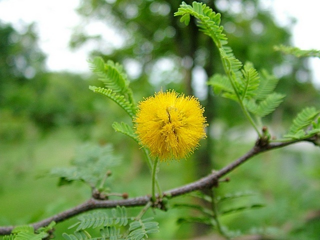 The Flower Emblem of Payao (Kamtai)