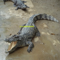 Samut Prakarn Crocodile Farm & Zoo