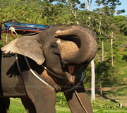 Thai Elephant