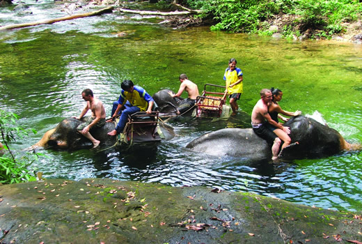 Thai Elephants