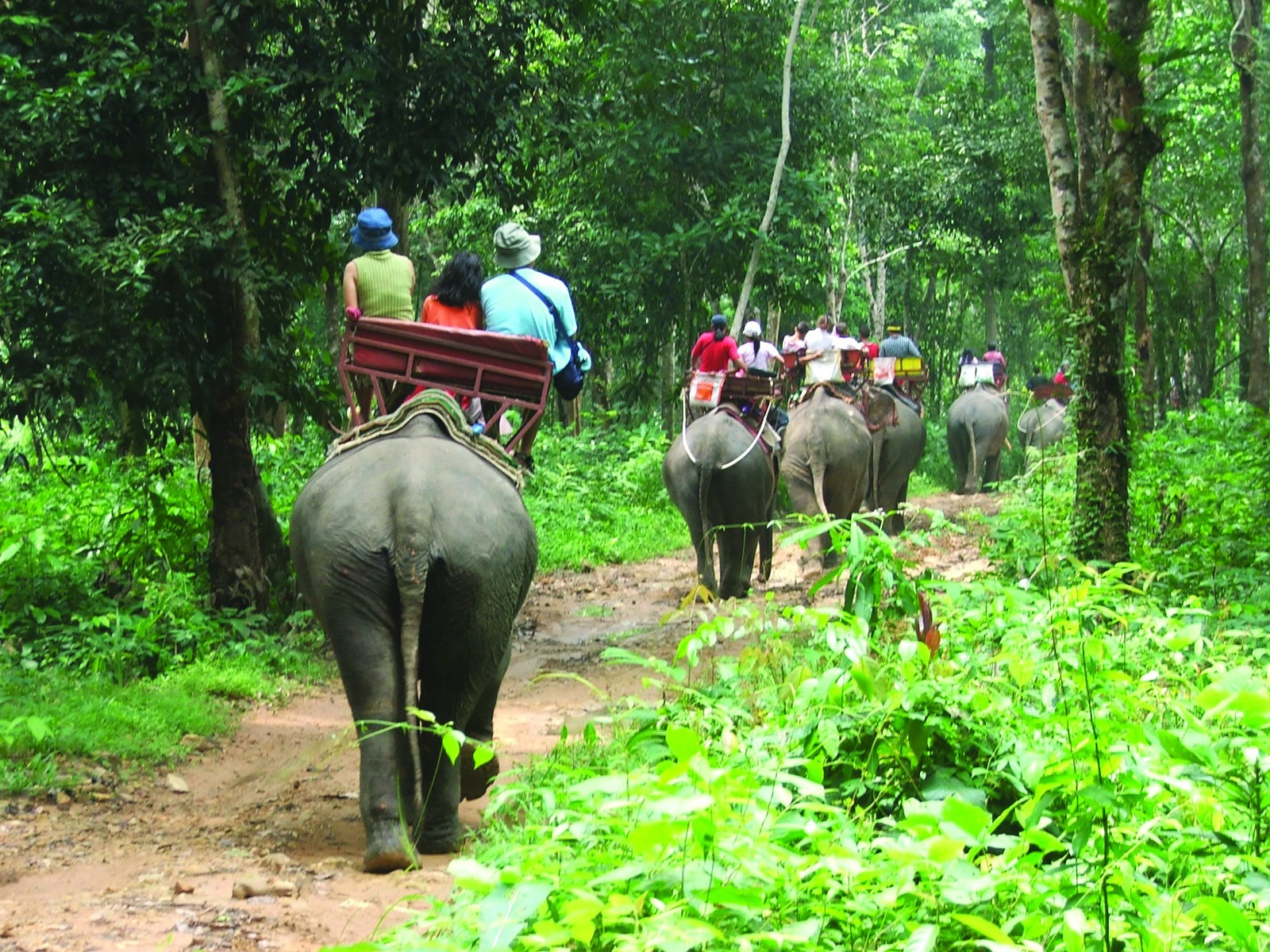 Thai Elephants