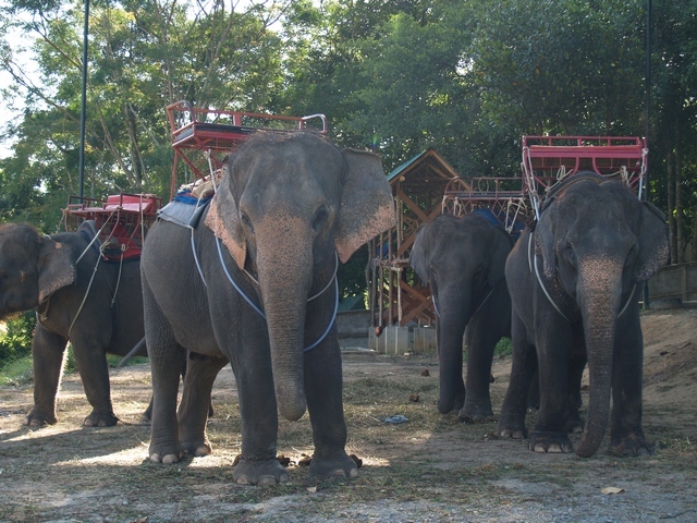 Thai Elephants