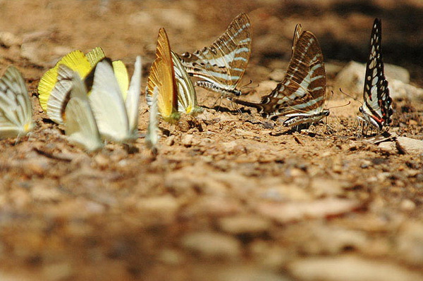 Butterflies-watching