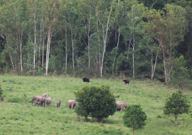 Kui Buri National Park-Safari Thailand