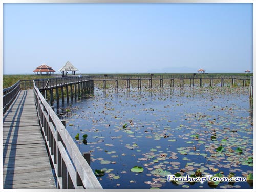 Lotus Swamp-Sam Roi Yod Nationa Park